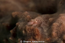 Cryptic Sponge Shrimp (Gelastocaris paronae)
Romblon, Ph... by Oksana Maksymova 
